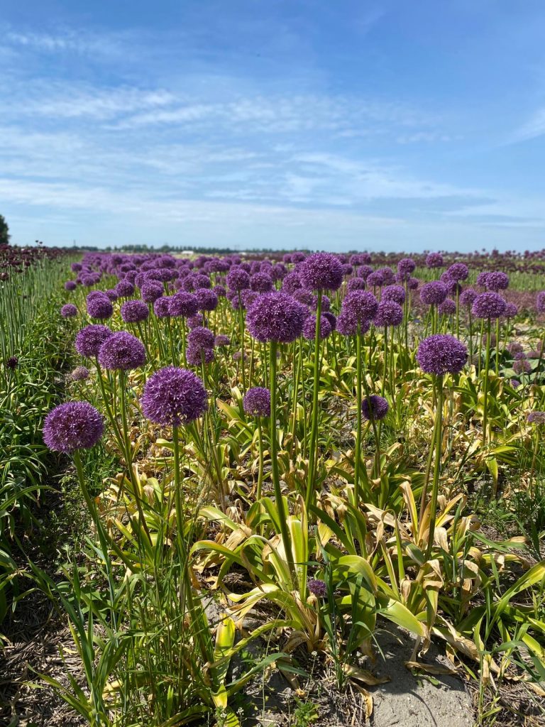Alliums-greenport-duin-en-bollenstreek