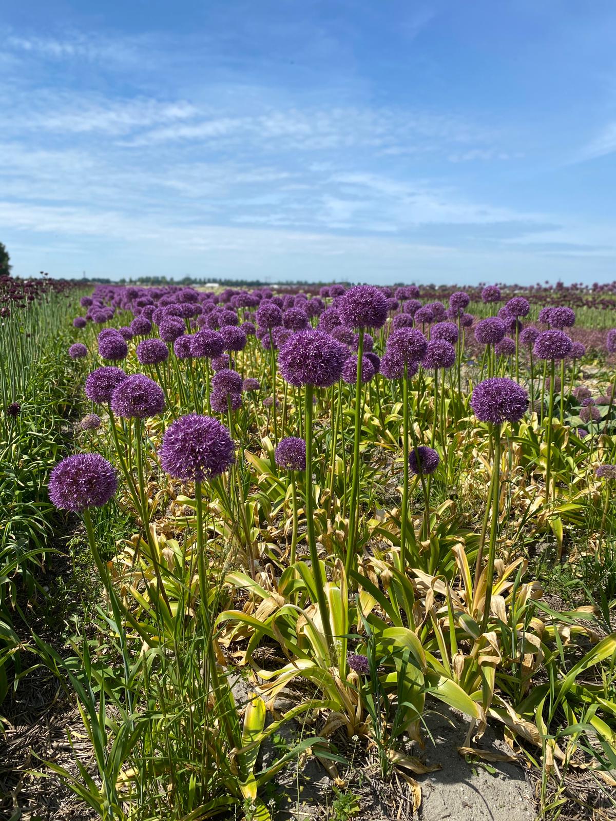 Alliums-greenport-duin-en-bollenstreek