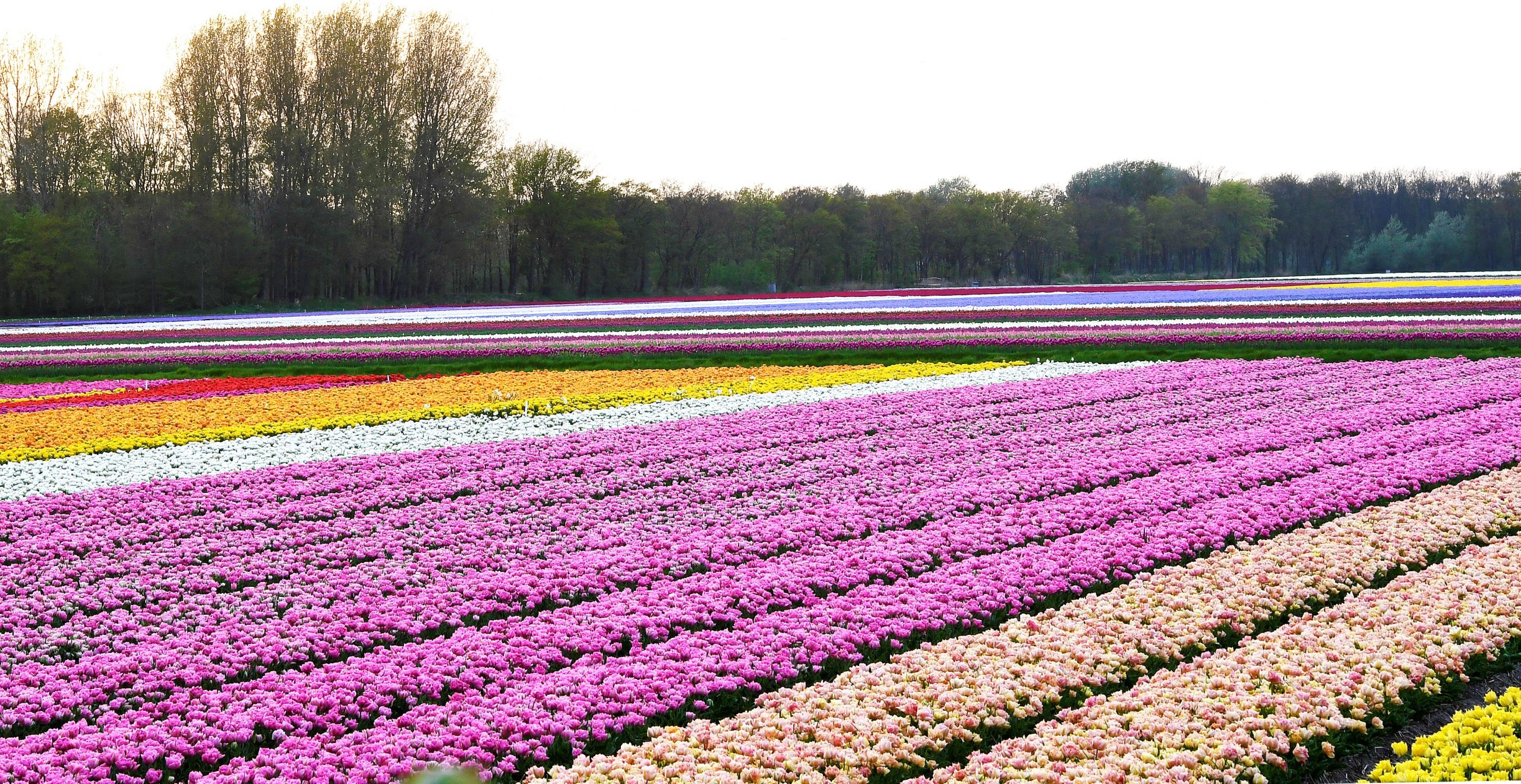Tuinbouw-Lisse-Greenport-Duin-en-Bollenstreek
