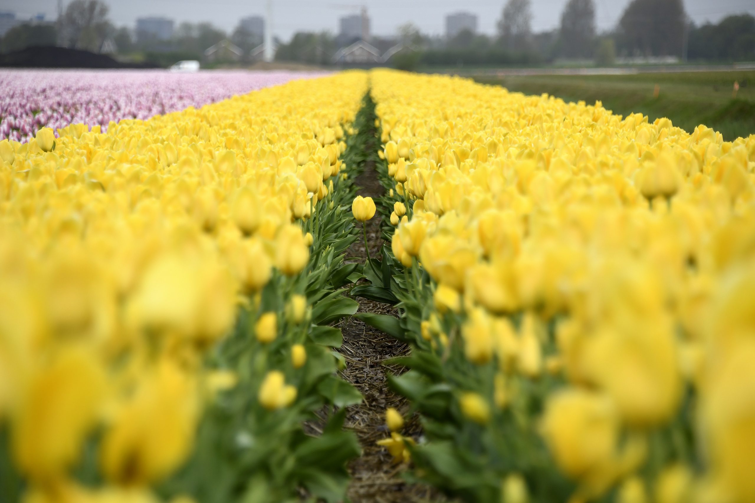 Dag van de Tulp bij Vertify
