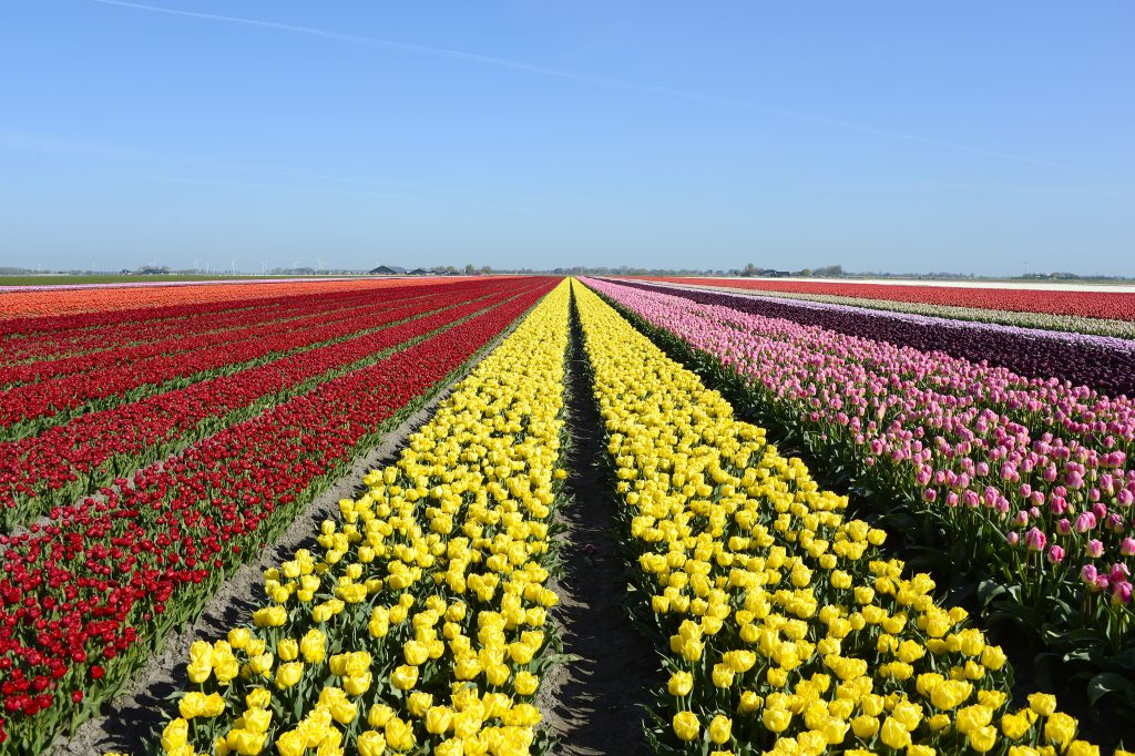 Open bollenlandschap