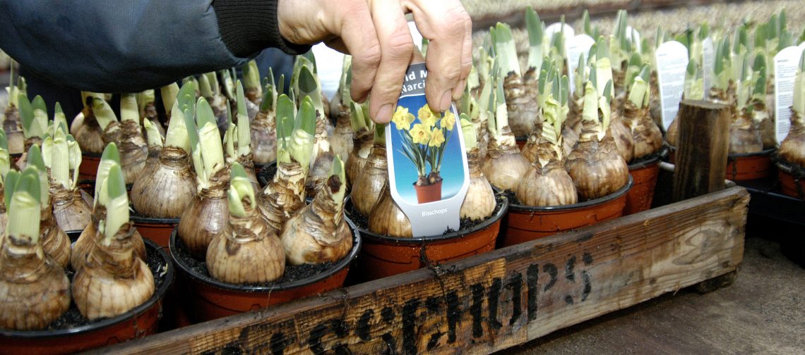 Bollen-in-kist-verkoop-vanaf-erf-greenport-duin-en-bollenstreek