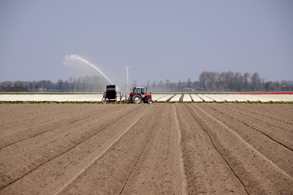 Bollenveld-bewateren-greenport-duin-en-bollenstreek