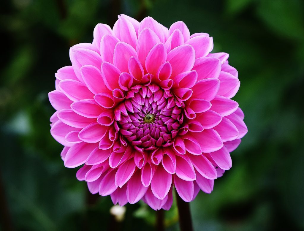 Dahlia-greenport-duin-en-bollenstreek