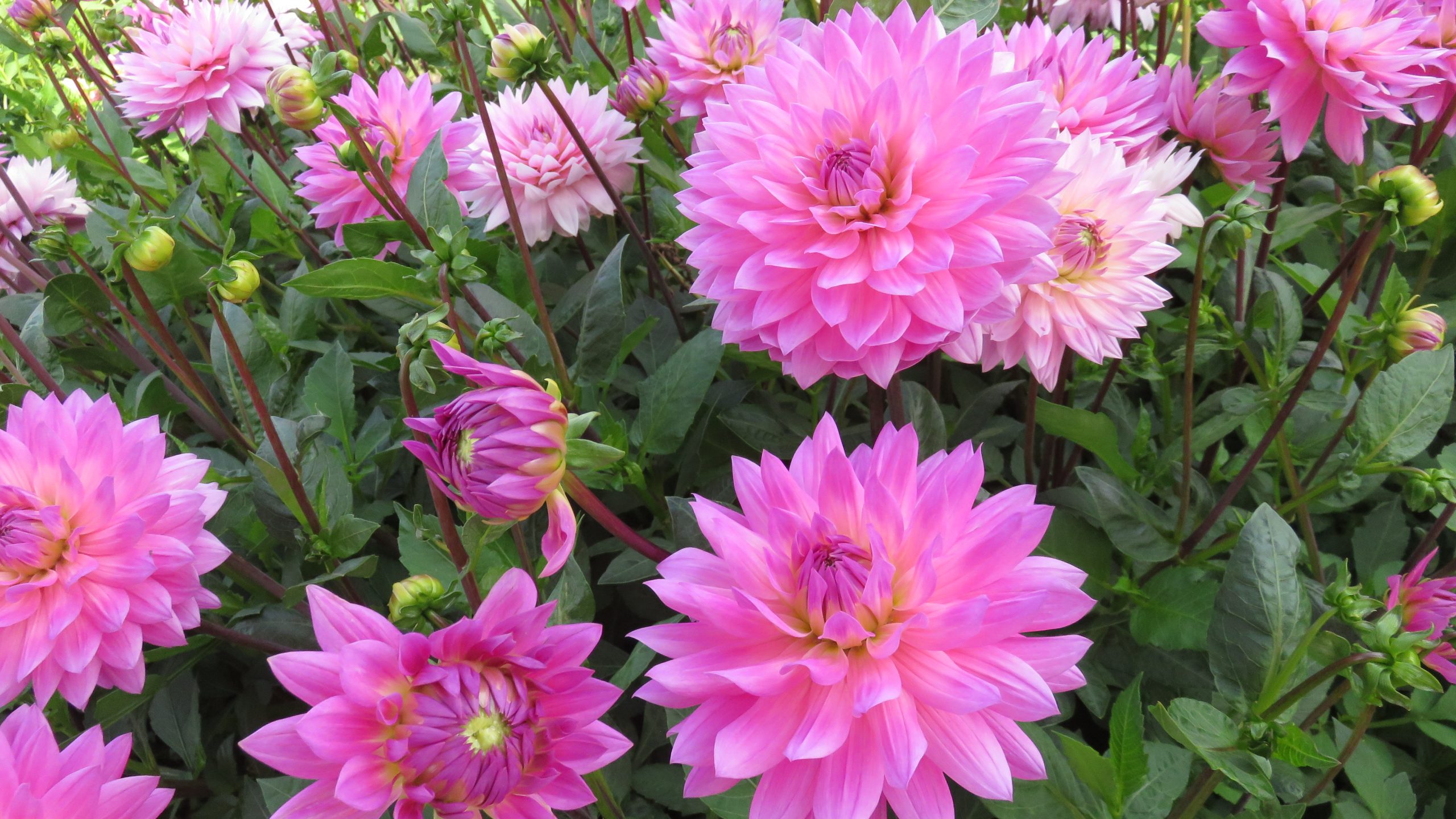 Holland Dahlia Event