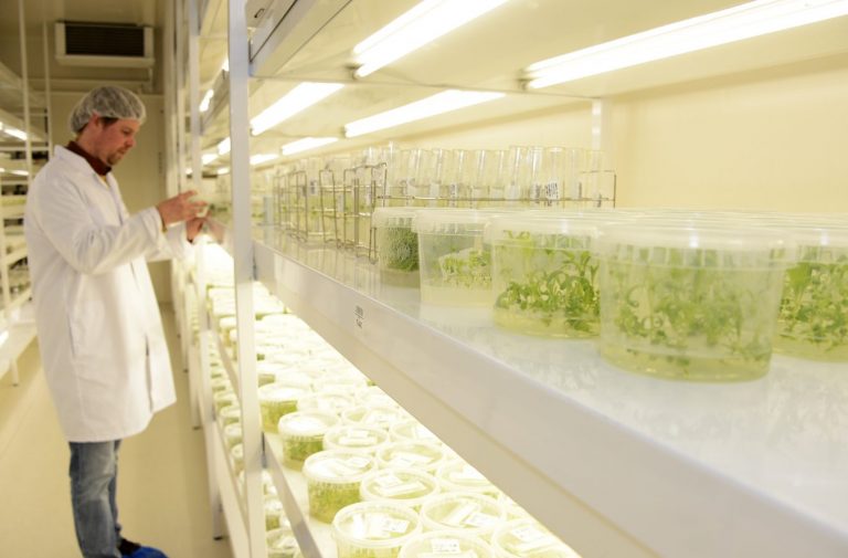Fundamentele-systeemsprong-bollenteelt-greenport-duin-en-bollenstreek