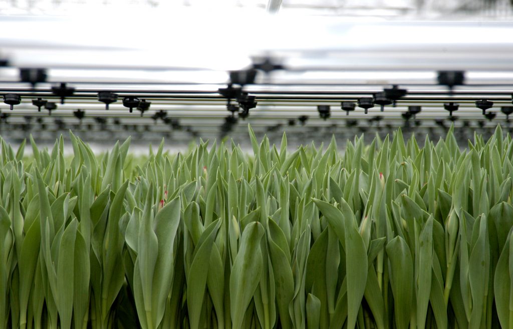 Toekomst-tuinbouw-en-handel-greenport-duin-en-bollenstreek