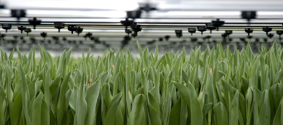 Toekomst-tuinbouw-en-handel-greenport-duin-en-bollenstreek