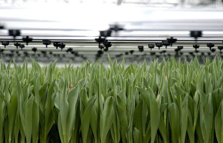 Toekomst-tuinbouw-en-handel-greenport-duin-en-bollenstreek