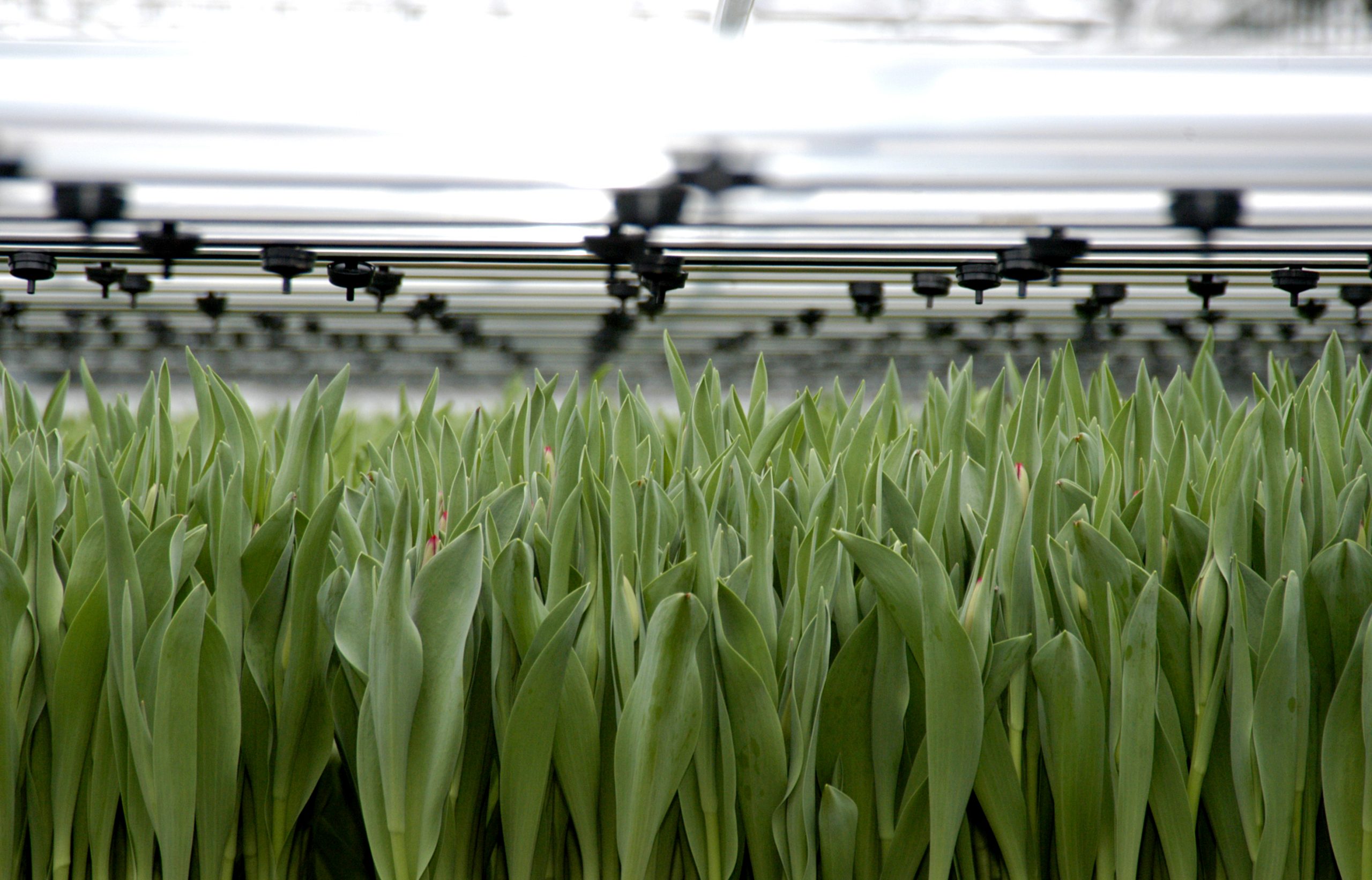 Toekomst-tuinbouw-en-handel-greenport-duin-en-bollenstreek