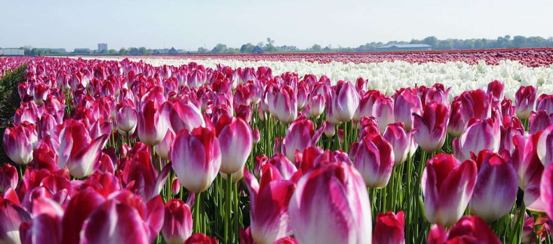 Tulpen-bollencoaster-greenport-duin-en-bollenstreek
