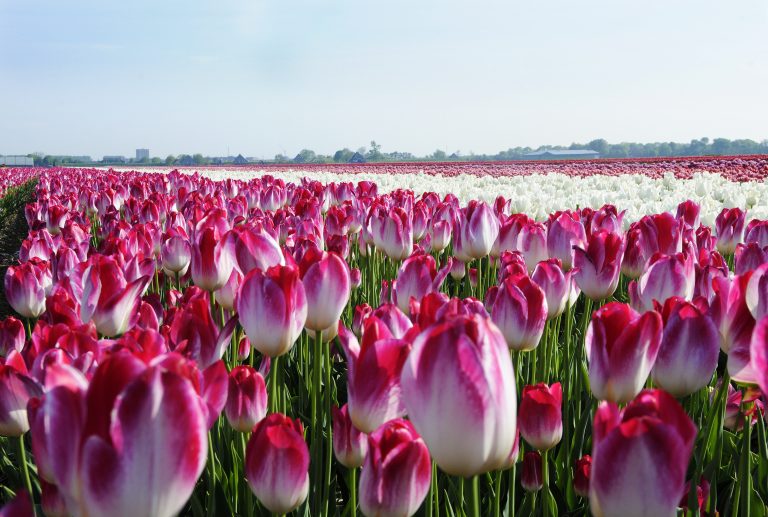 Tulpen-bollencoaster-greenport-duin-en-bollenstreek