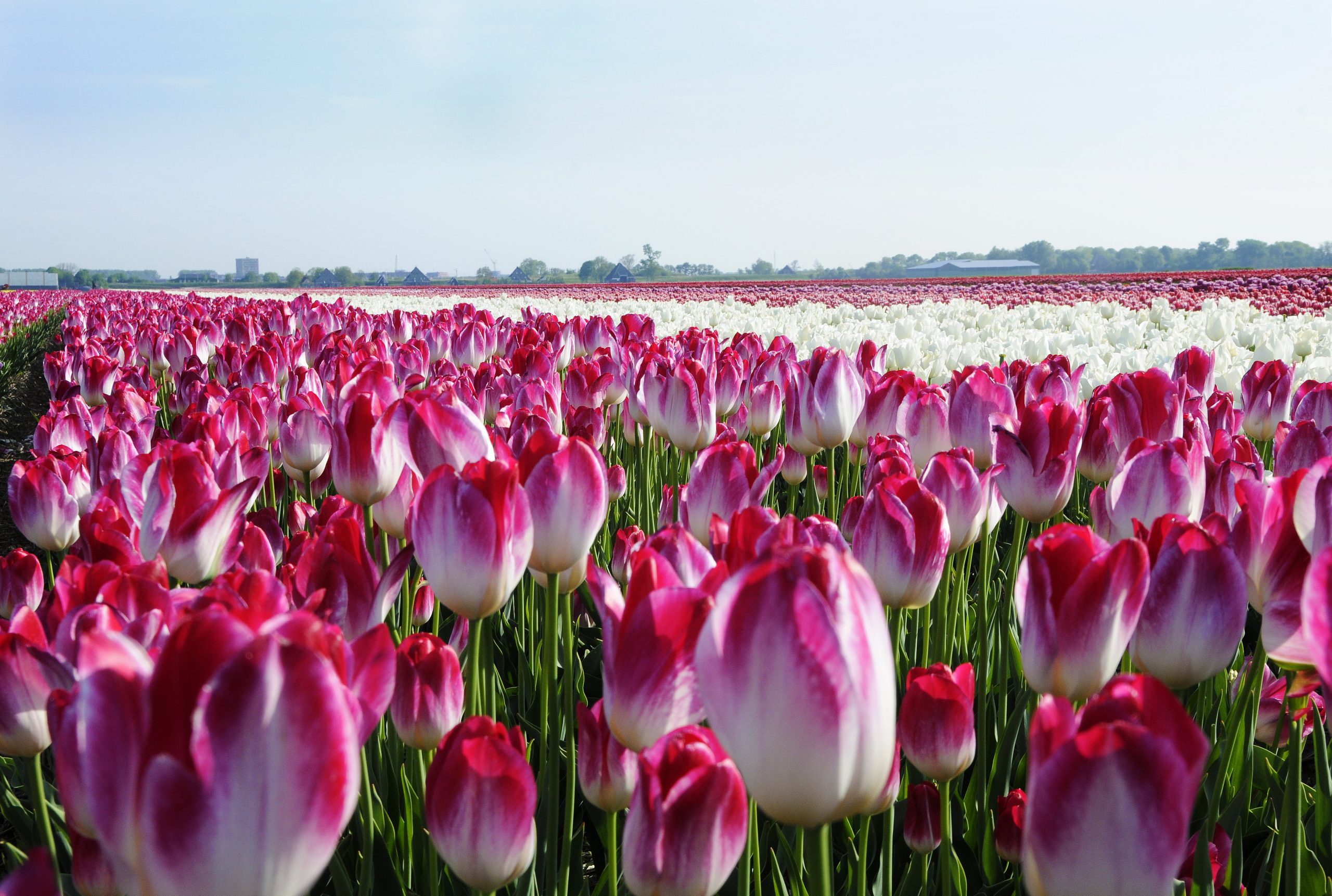 Tulpen-bollencoaster-greenport-duin-en-bollenstreek
