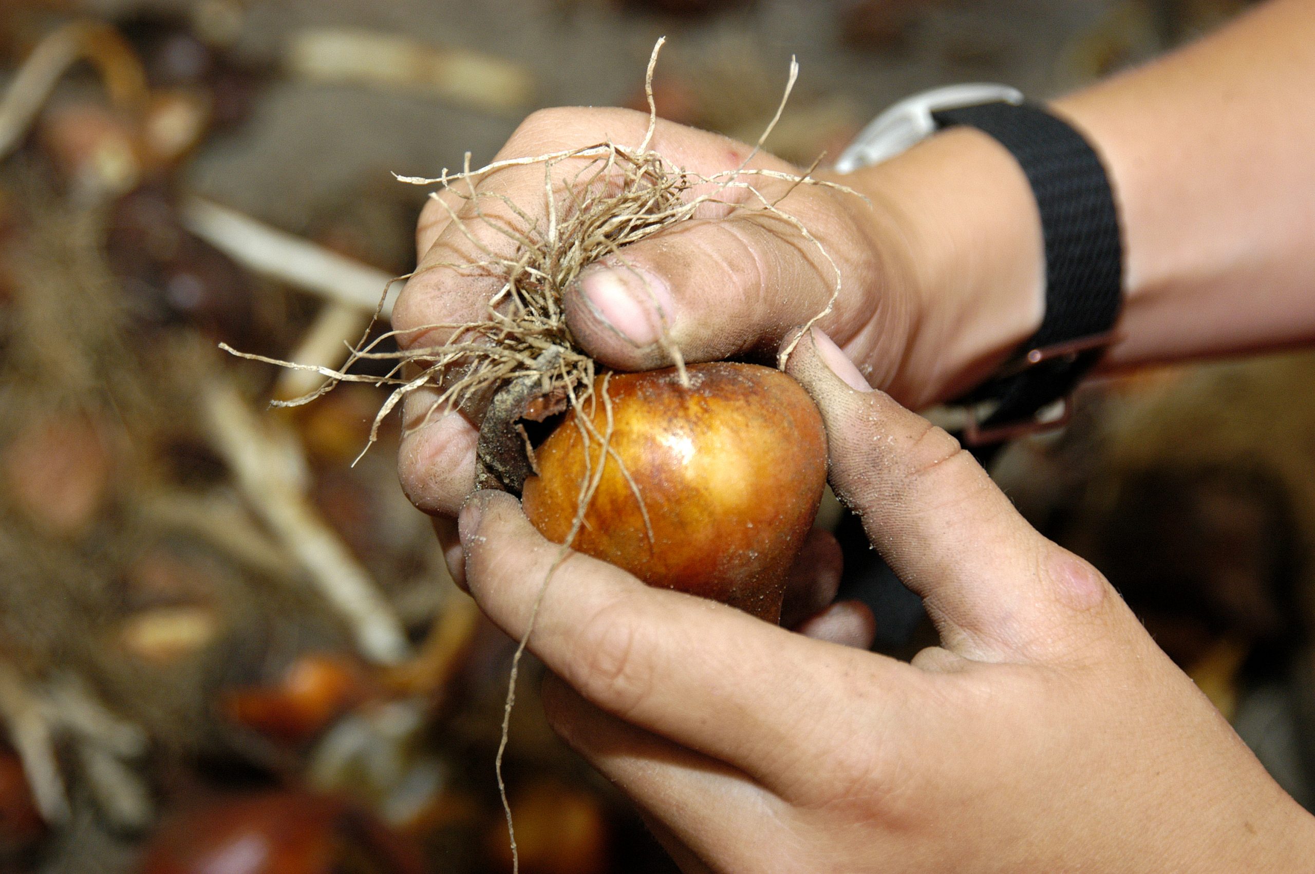 Bollen-pellen-greenport-duin-en-bollenstreek