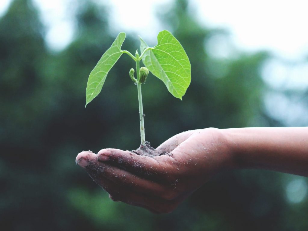 groeiend-plantje-tu-innnovation-prize-greenport-duin-en-bollenstreek