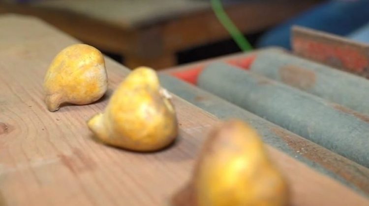 Bollenrevolutie-4.0-greenport-duin-en-bollenstreek