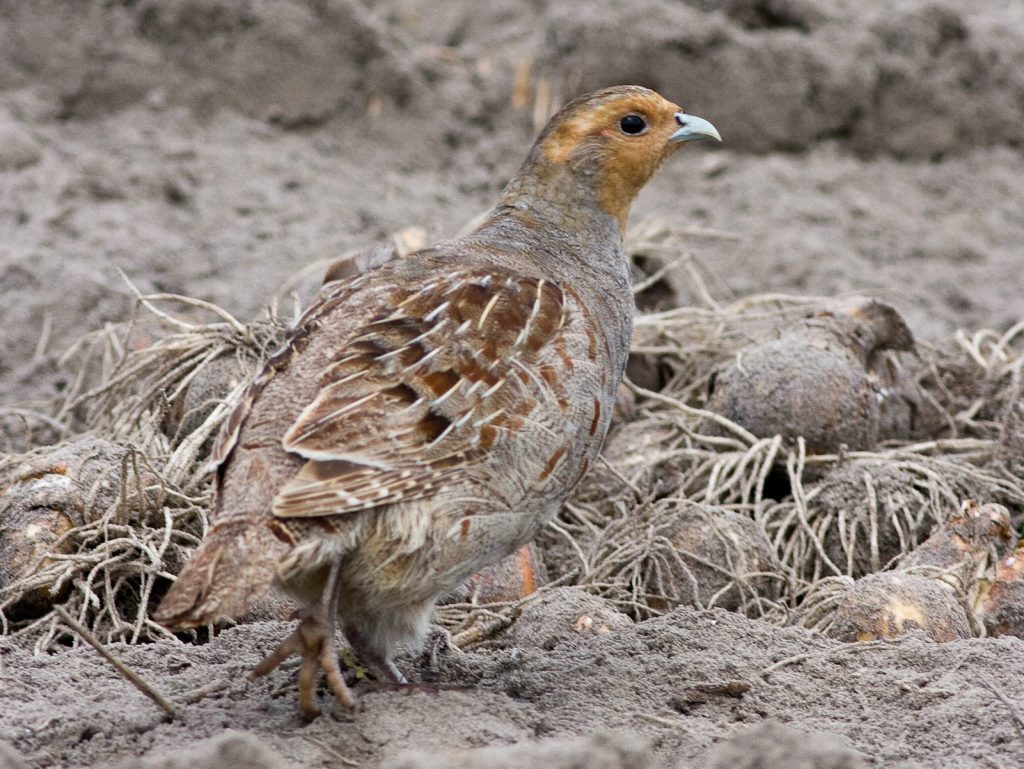 Bollenvogels-Patrijs-in-bollenstreek