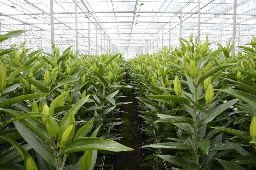 Lelie-leliebol-greenport-duin-en-bollenstreek