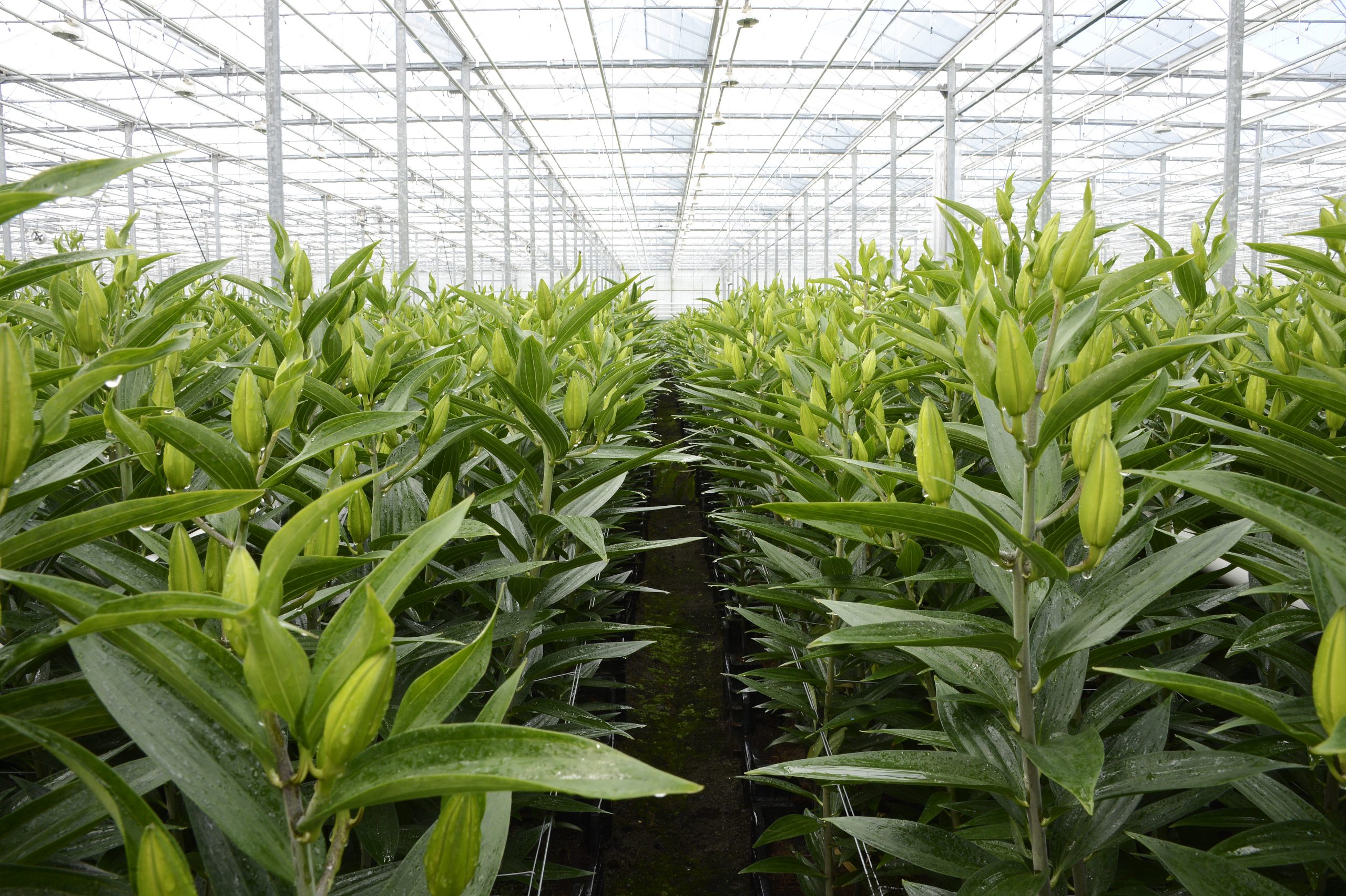 Lelie-leliebol-greenport-duin-en-bollenstreek