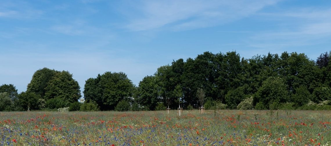 wilde-bloemen-greenport-duin-en-bollenstreek