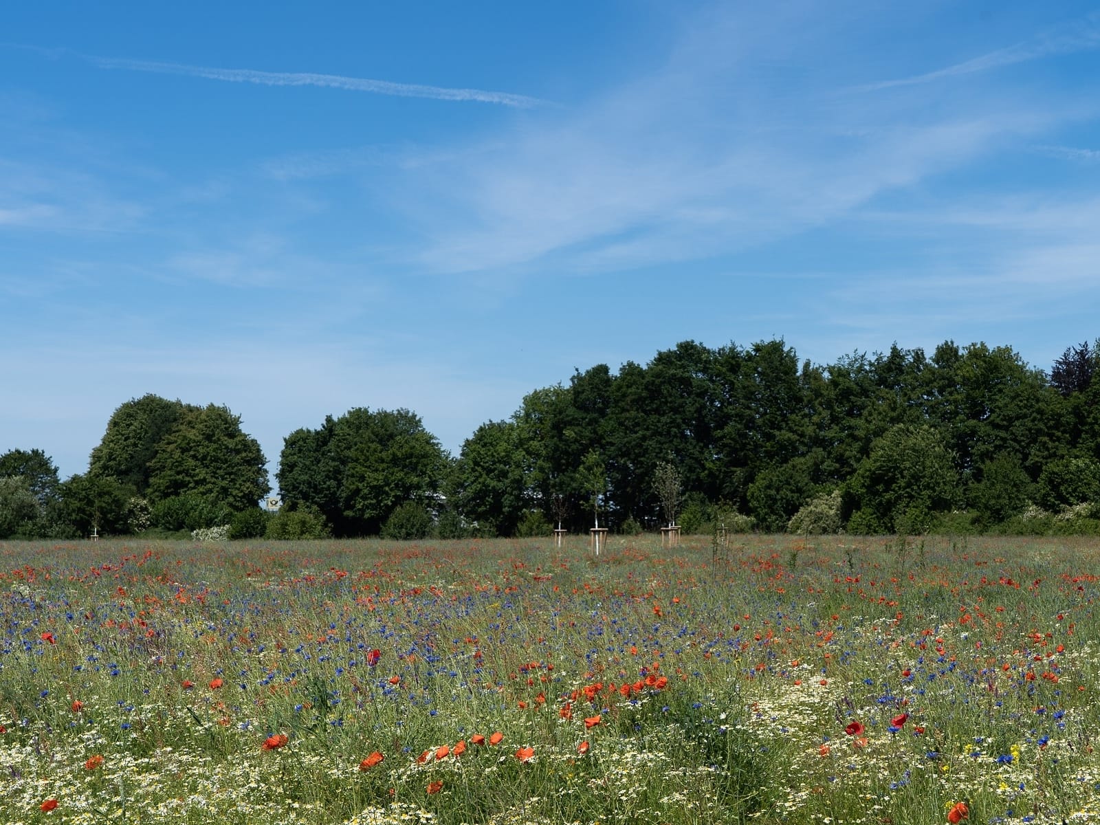 wilde-bloemen-greenport-duin-en-bollenstreek