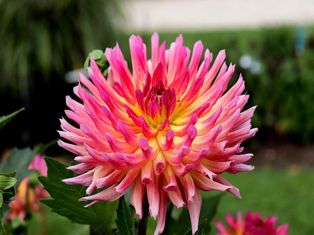 Dahlia-greenport-duin-en-bollenstreek