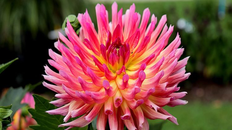Dahlia-greenport-duin-en-bollenstreek