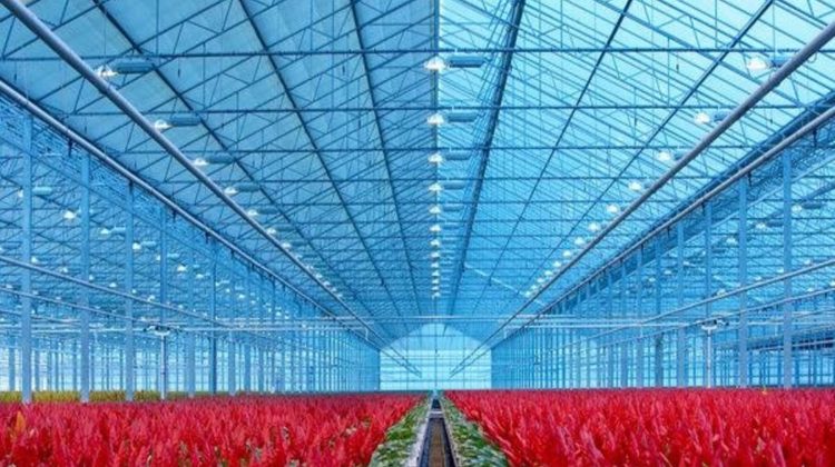 tuinbouwakkoord-greenports-nederland-greenport-duin-en-bollenstreek