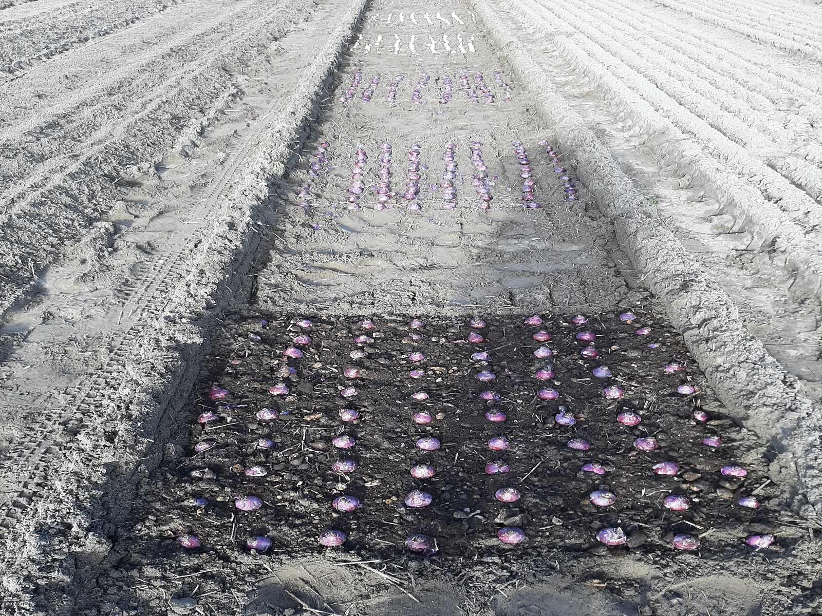 Proefveldje-bollenporrie-compost-greenport-duin-en-bollenstreek