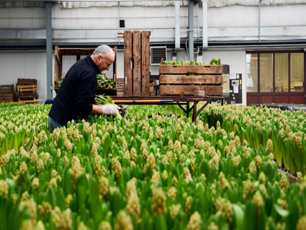 Jaarprogramma-2021-greenport-duin-en-bollenstreek