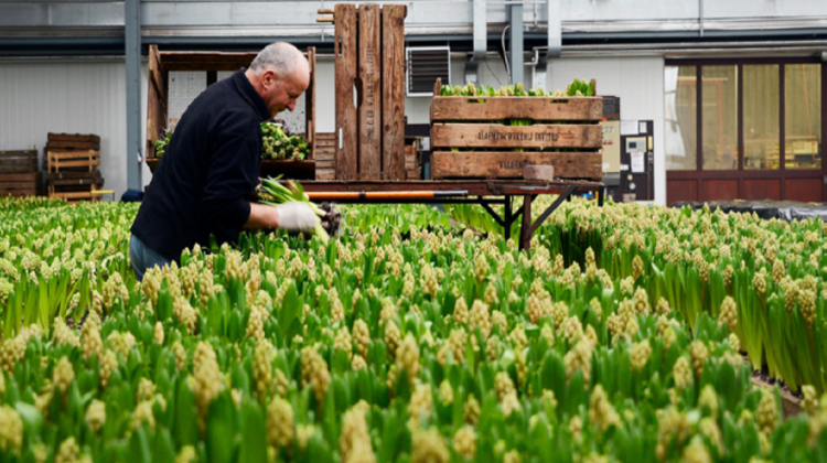 Jaarprogramma-2021-greenport-duin-en-bollenstreek