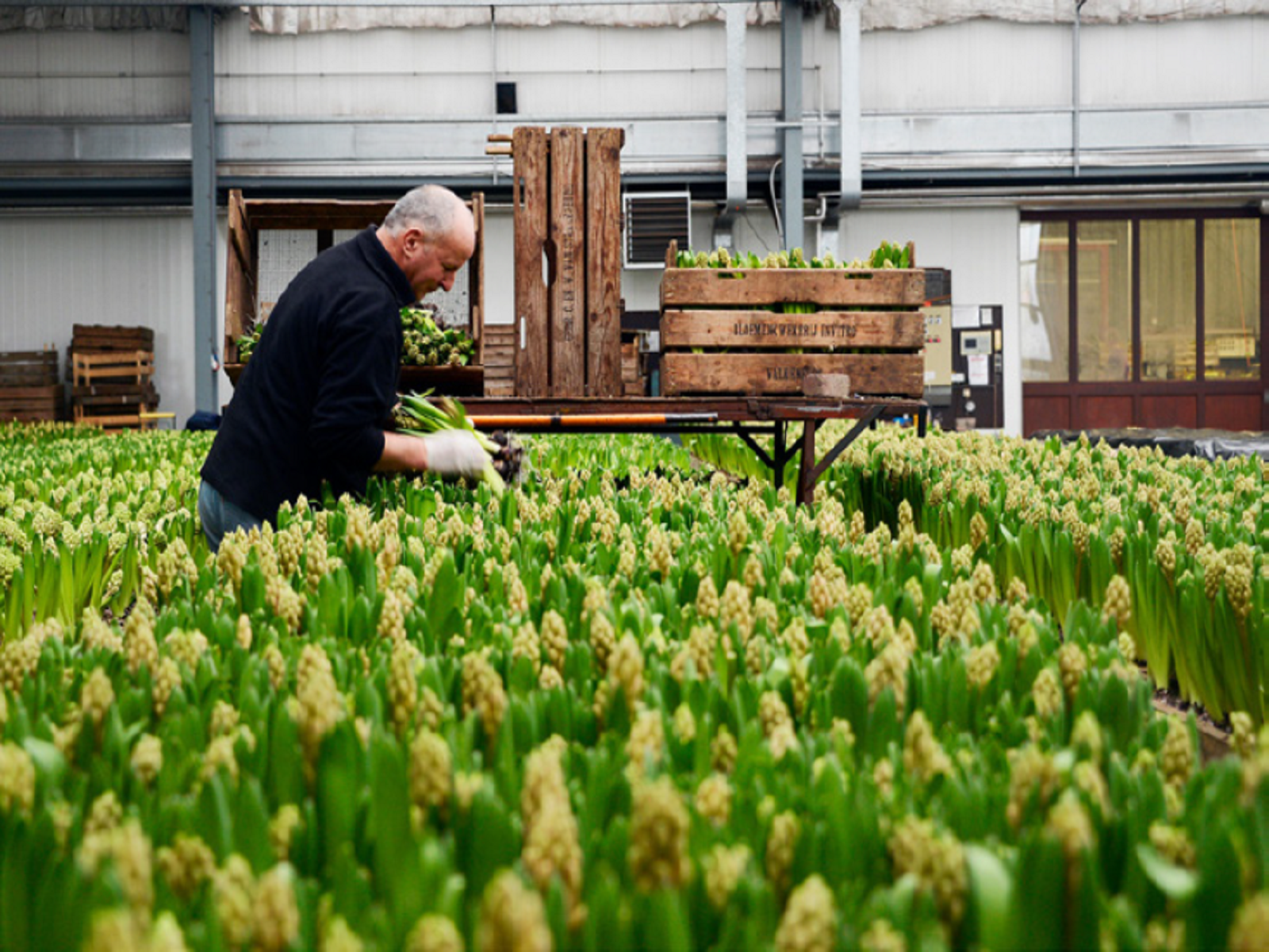 Jaarprogramma-2021-greenport-duin-en-bollenstreek