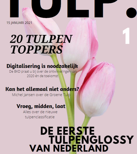 Glossy-TULP-greenport-duin-en-bollenstreek