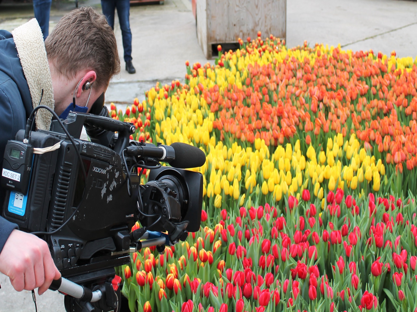 Nationale-Tulpendag-2021-greenport-duin-en-bollenstreek