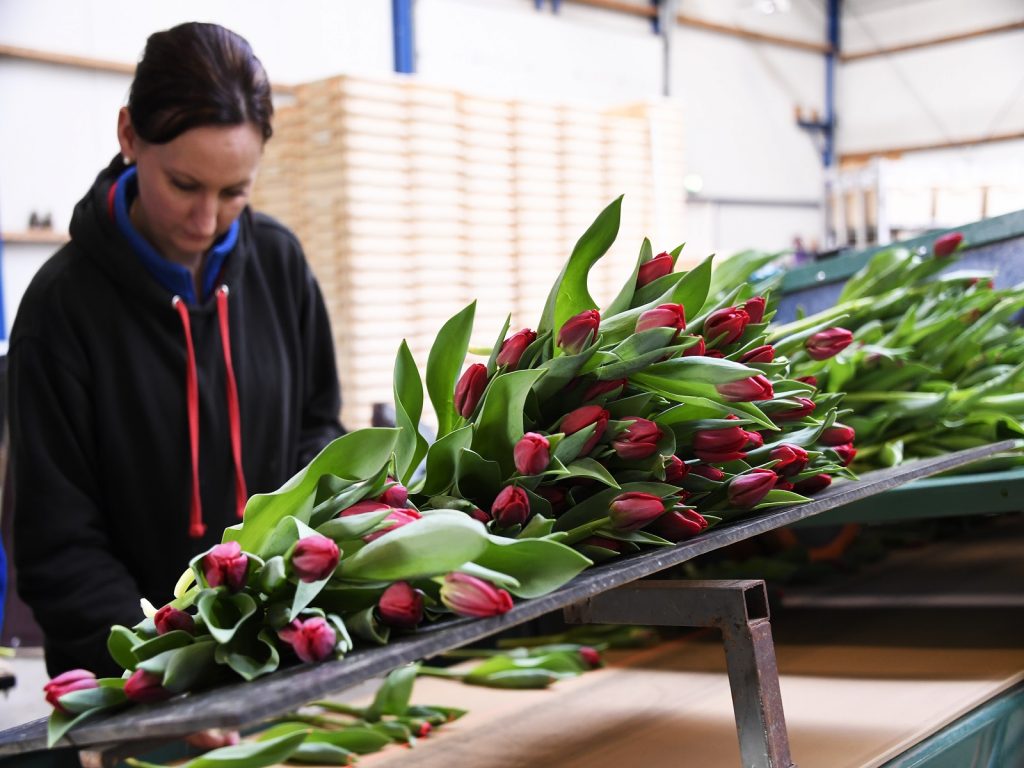 internationale-medewerkers-greenport-duin-en-bollenstreek