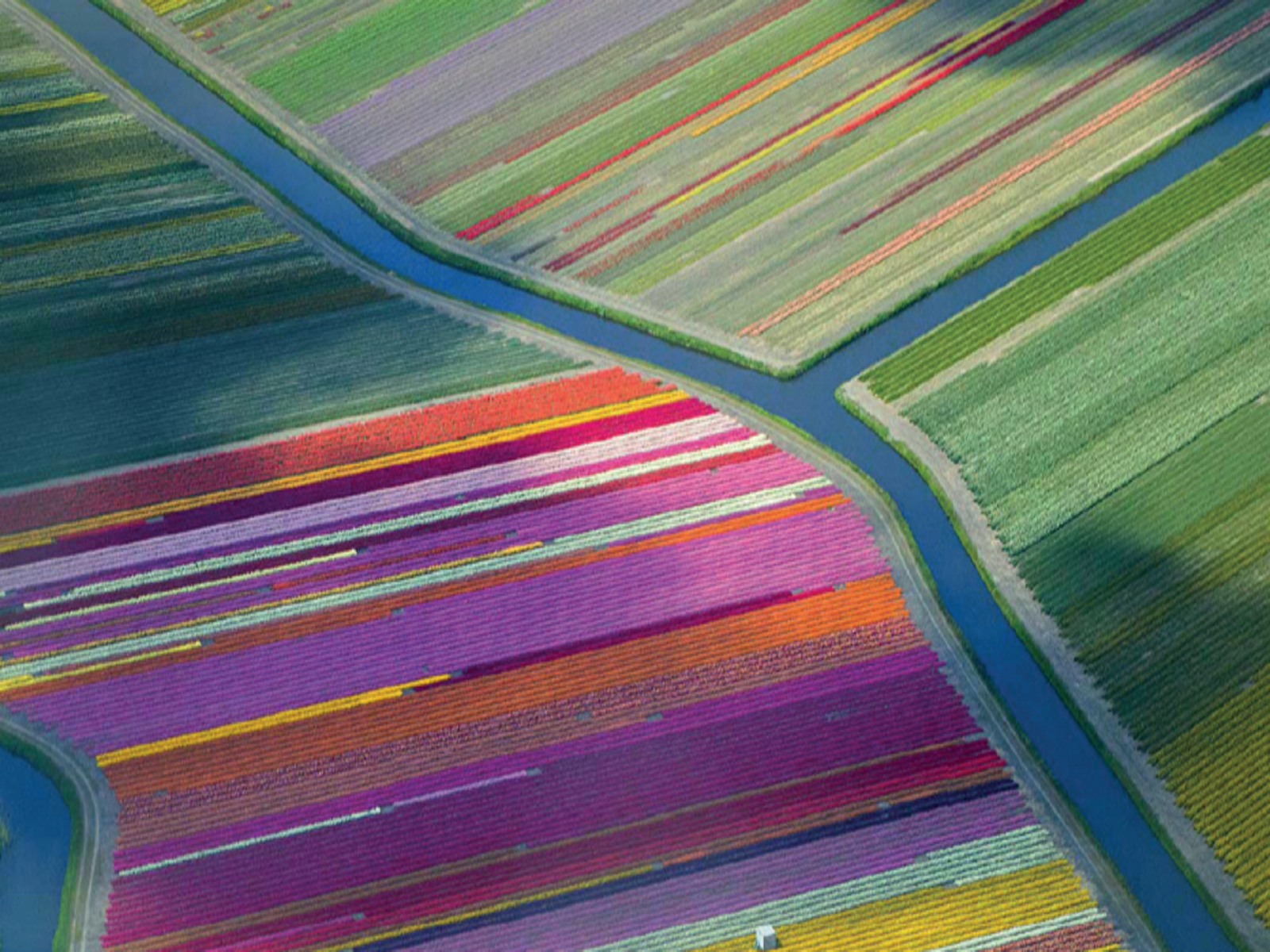 Weg-naar-duurzame-bloembollenteelt - greenporrt-duin-en-bollenstreek