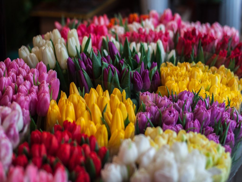 bloemen-planten-maken-gelukkig-greenport-duin-en-bollenstreek