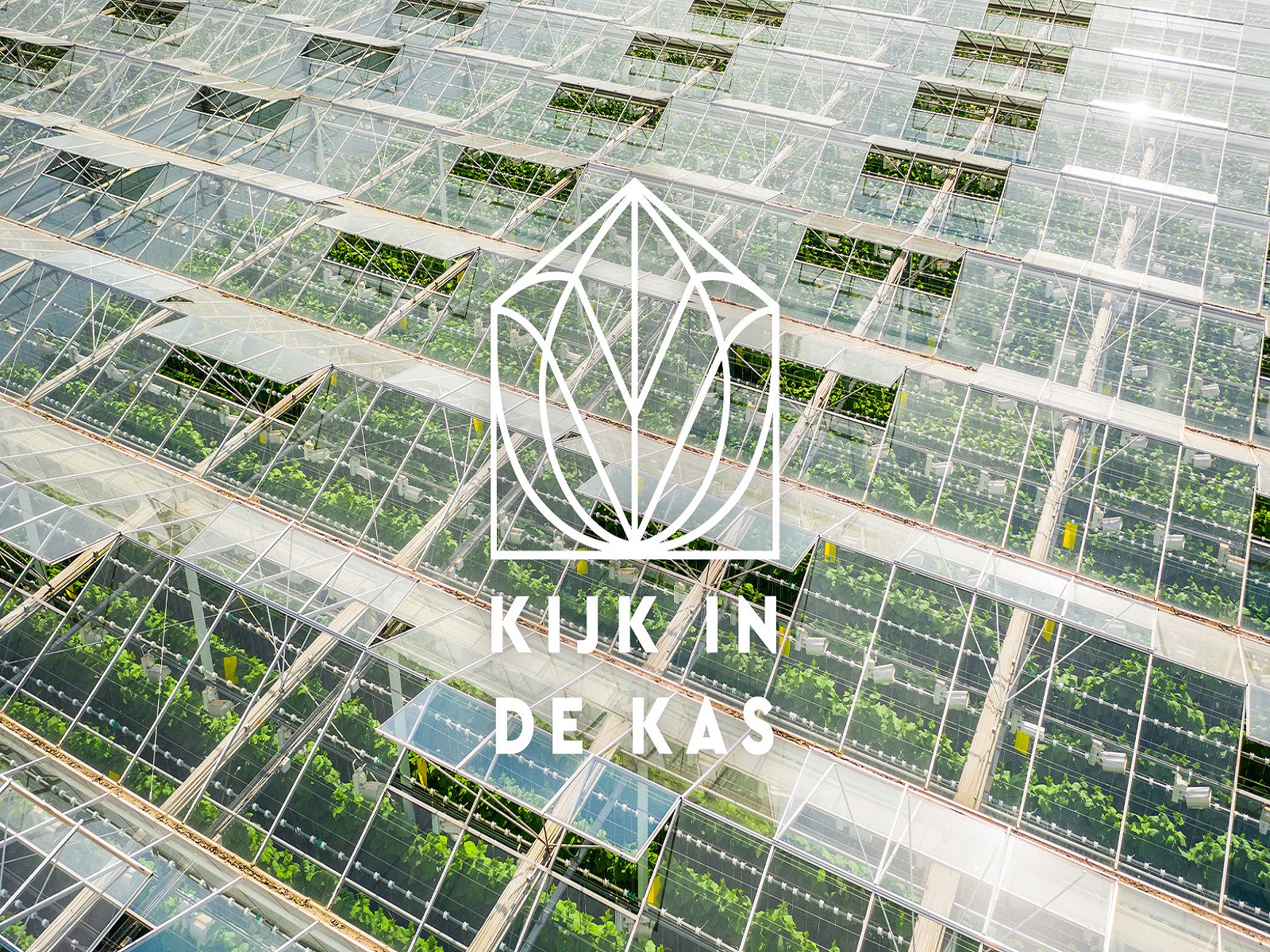 Kim-in-de-kas-greenport-duin-en-bollenstreek