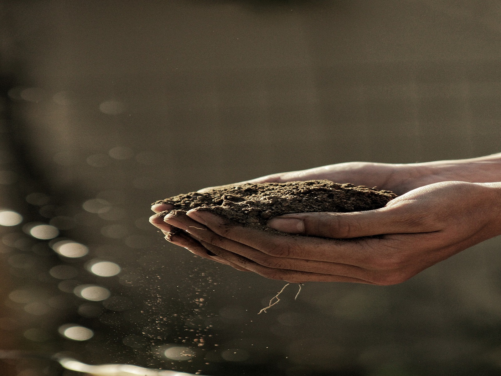 gratis-advies-talentboom-greenport-duin-en-bollenstreek