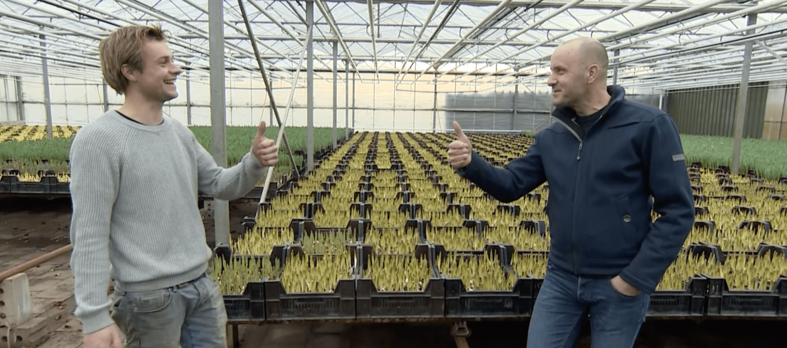 Broeierij tulpen Frank