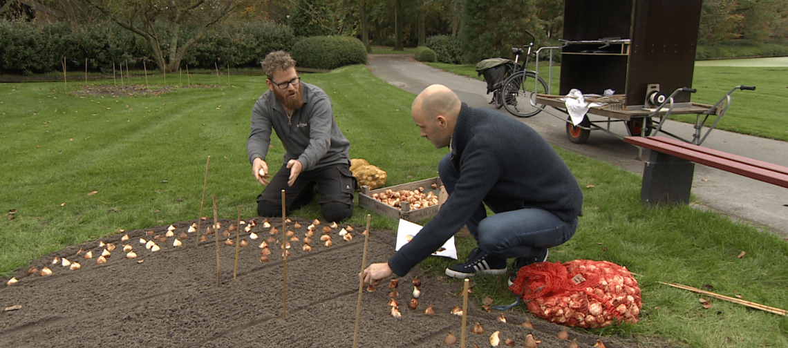 Planten bollenjongensperkje-min