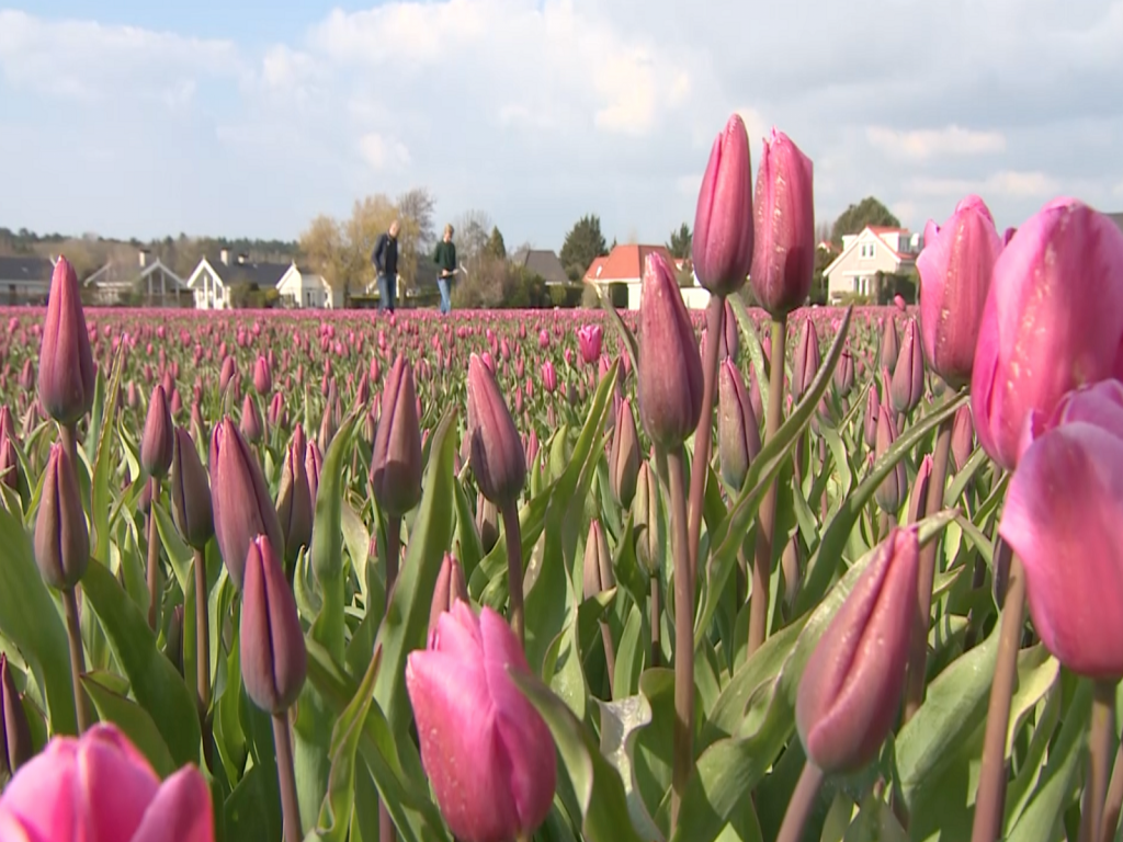 Ziekzoeken-met-Mark-greenport-duin-en-bollenstreek