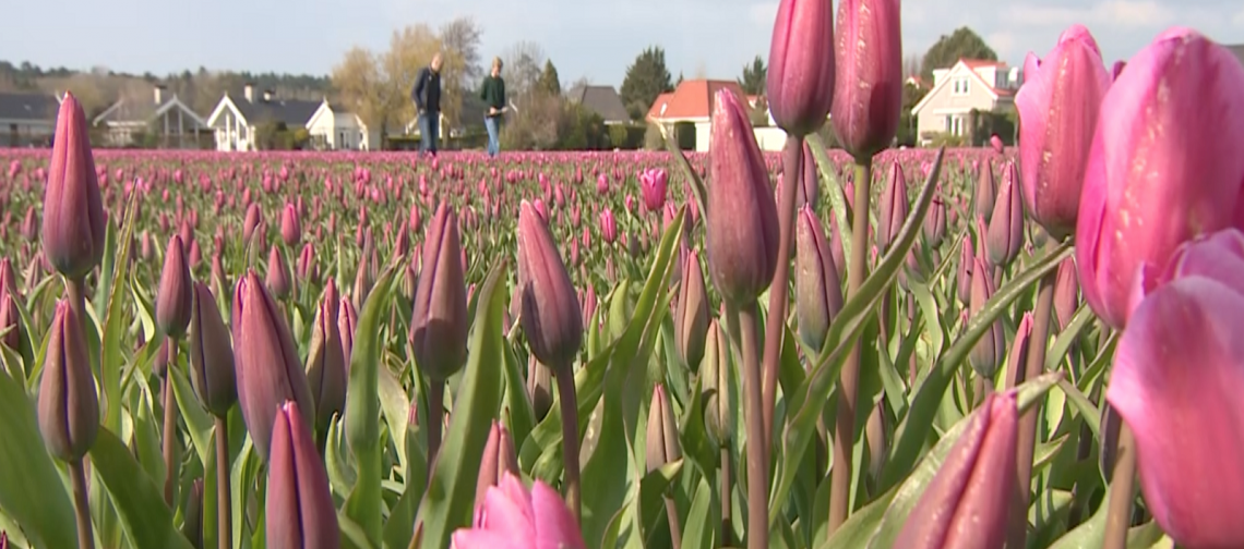 Ziekzoeken-met-Mark-greenport-duin-en-bollenstreek