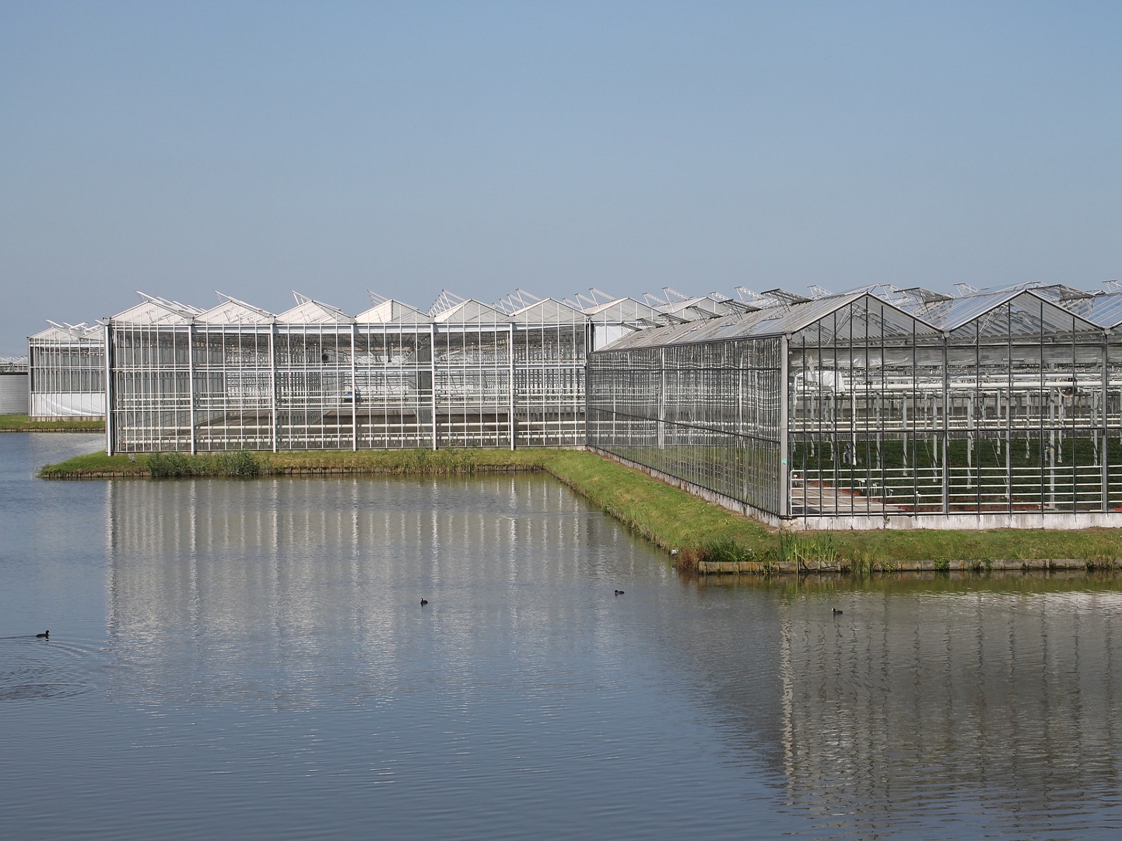 kas-glastuinbouw-greenport-duin-en-bollenstreek