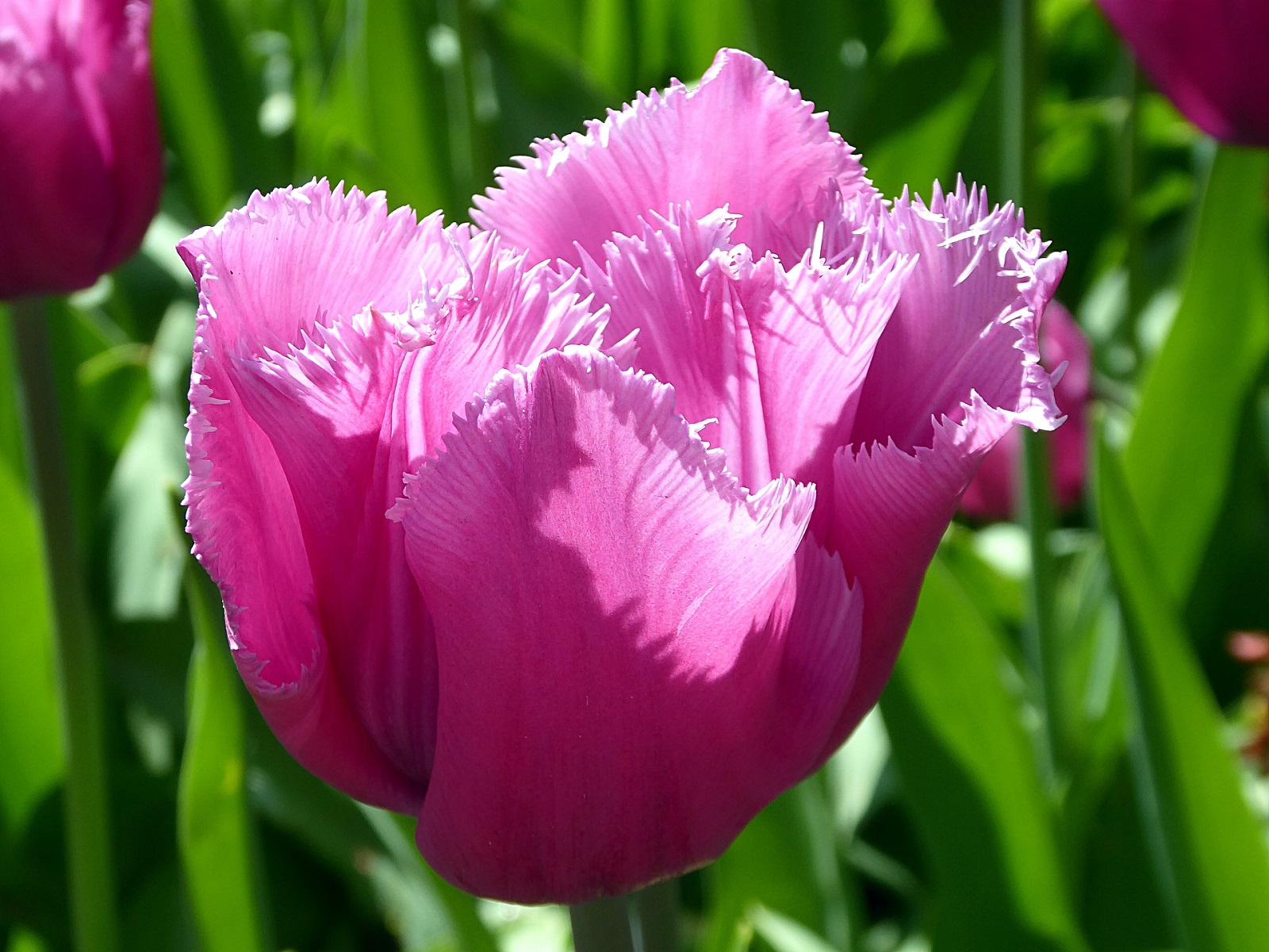 nationaal-tuinbouw-congres