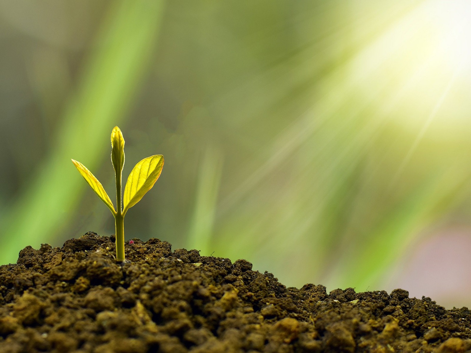 Webinar Plantgezondheid: inzet biostimulanten voor sterk gewas