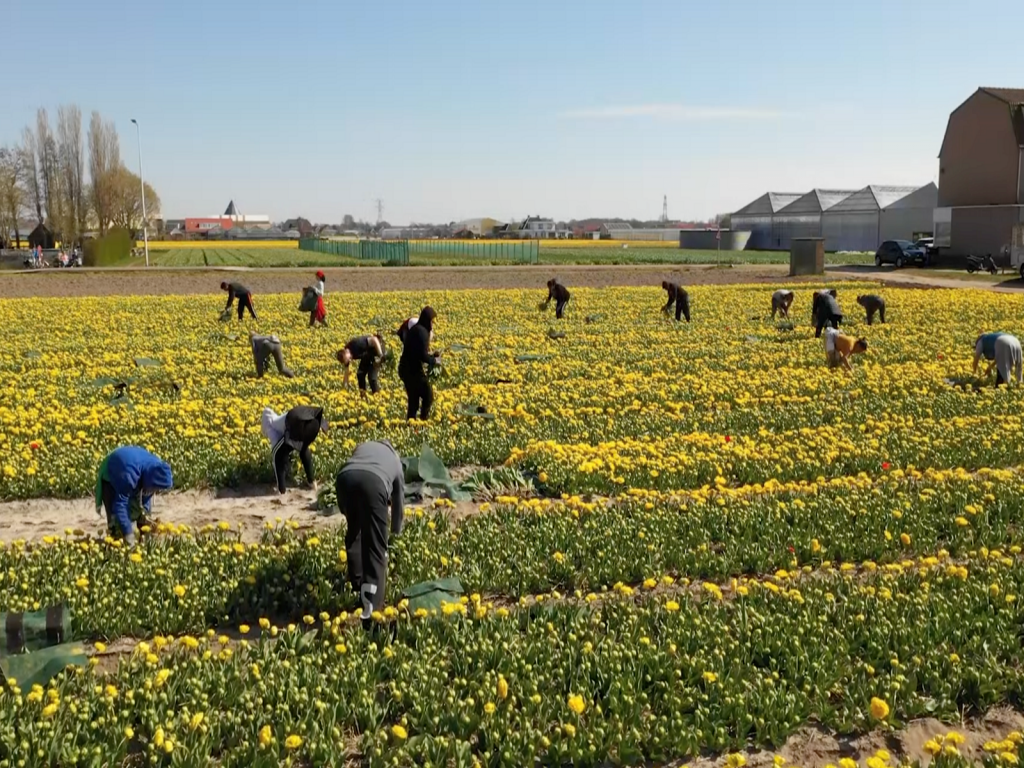internationale-medewerkers-sierteeltlcuster-bollenteelt-greenport