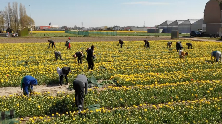 internationale-medewerkers-sierteeltlcuster-bollenteelt-greenport