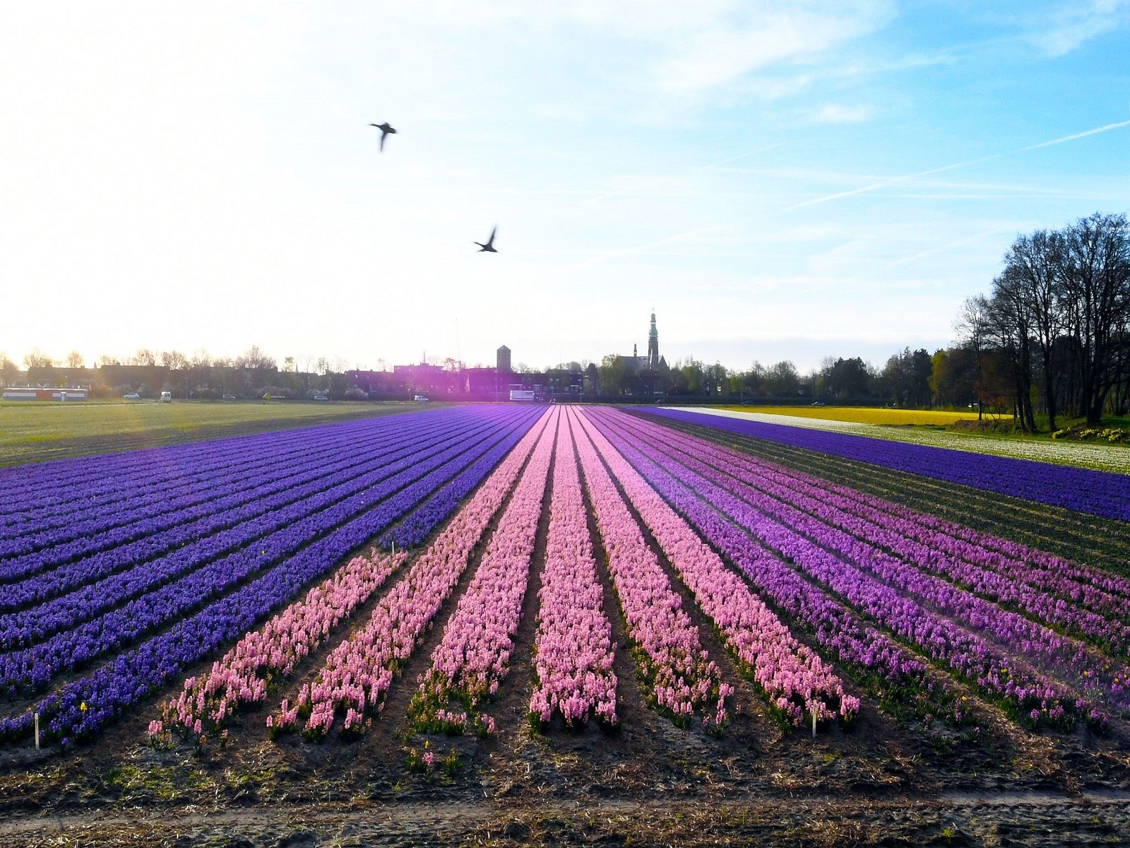 bloeiende-bollestreek-project-greenport-duin-en-bollenstreek