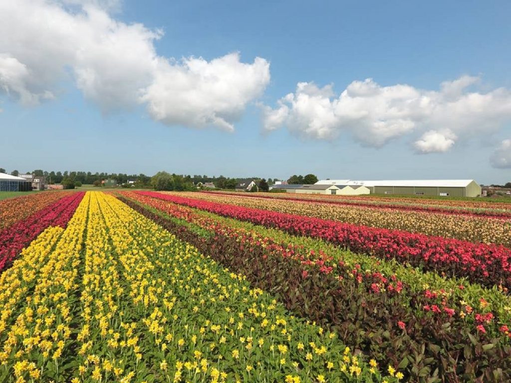 Bollenstreek-in-bedrijf-open-dag-nieuwe-website